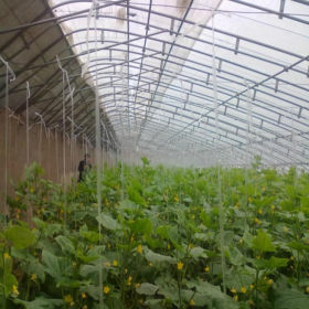 江苏专业生产蔬菜大棚 温室大棚 厂家特惠